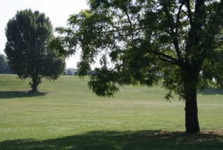  Greenery and sun.